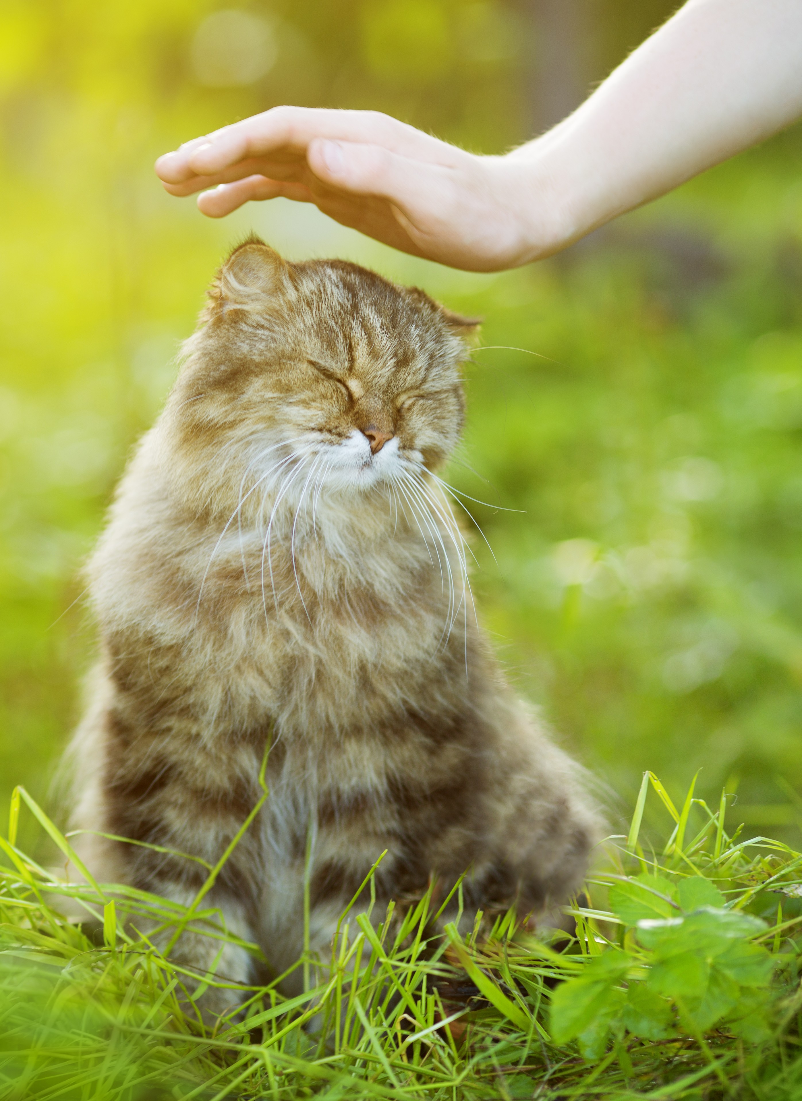 soin énergétique chat - Soins énergetiques et communication animale